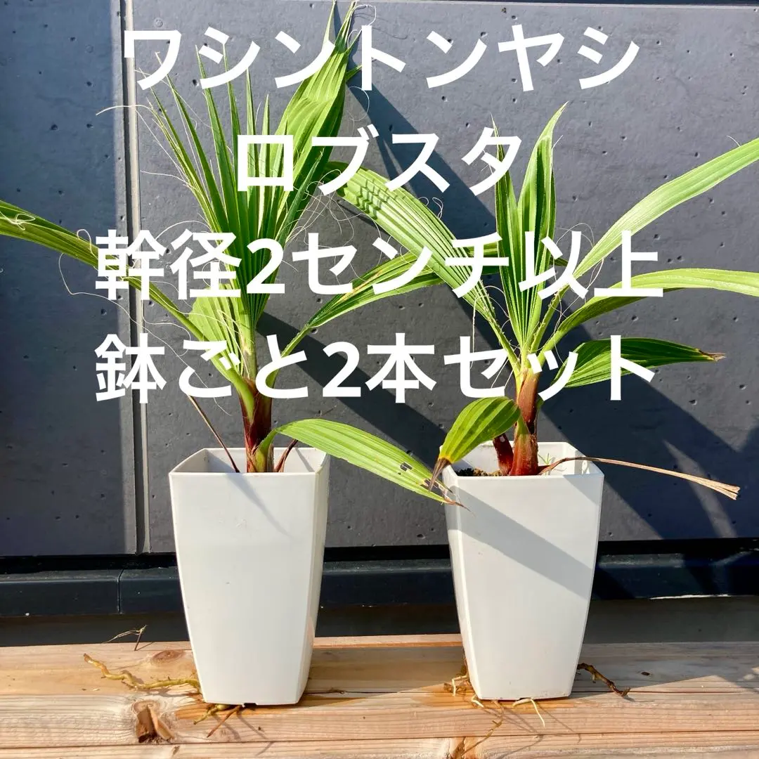 2026年最新】ワシントンヤシの人気アイテム - メルカリ