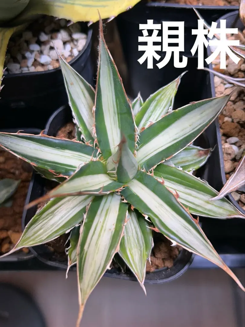 2026年最新】アガベ ホリダ 白中斑の人気アイテム - メルカリ