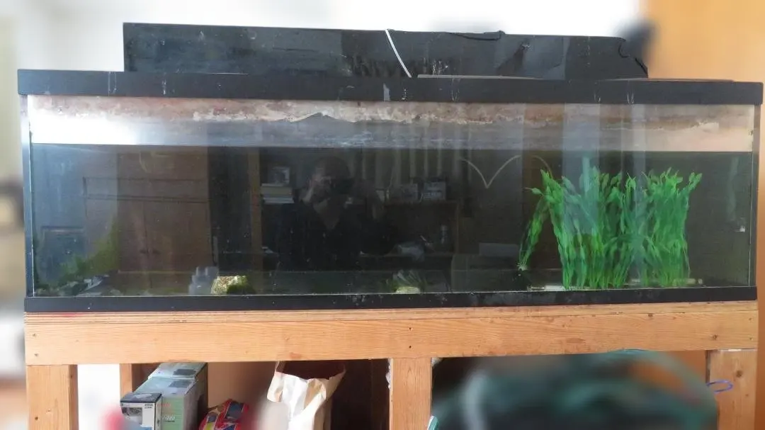 2026年最新】カンテツ 水槽の人気アイテム - メルカリ