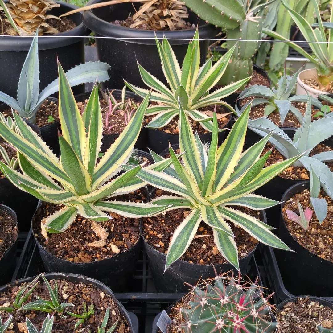 2026年最新】ロファンサ錦の人気アイテム - メルカリ