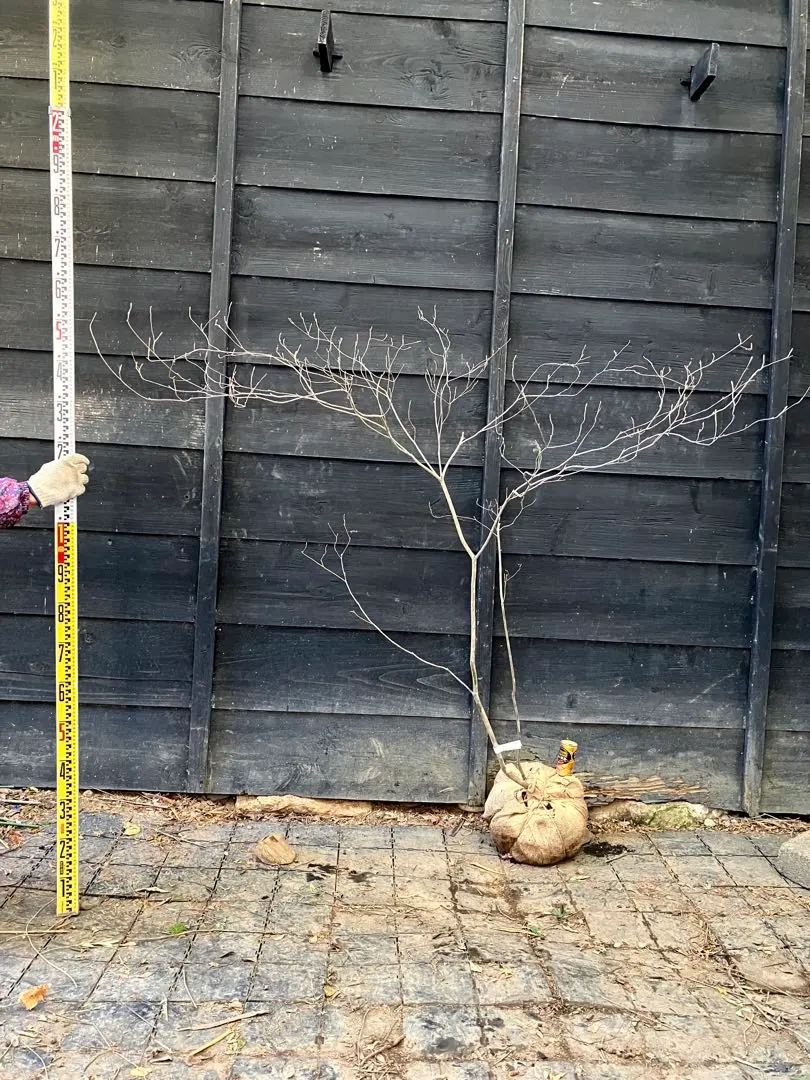 2026年最新】山採り ミツバツツジの人気アイテム - メルカリ