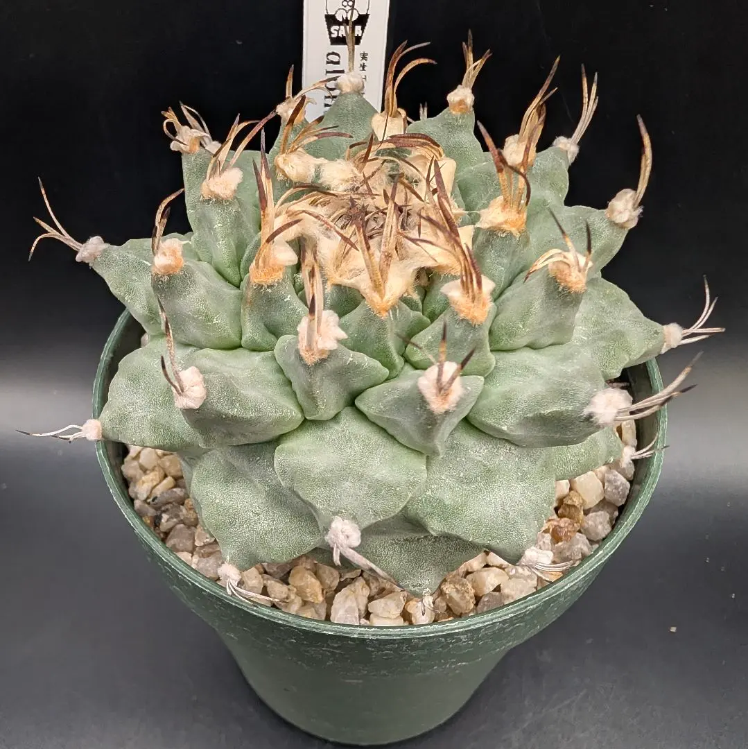 2026年最新】アロンソイの人気アイテム - メルカリ