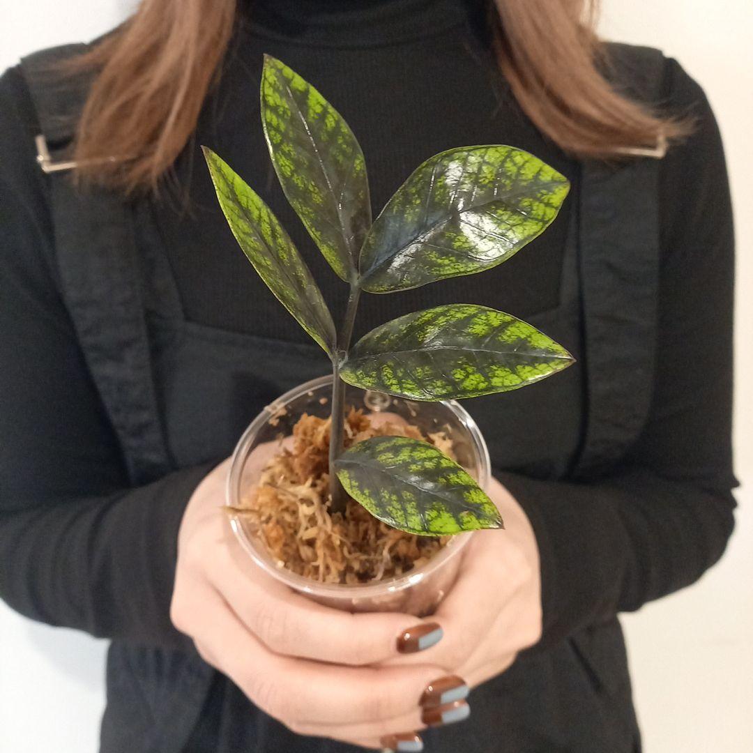 超絶希少 ザミオクルカス ゴールデンミューテーション - メルカリ