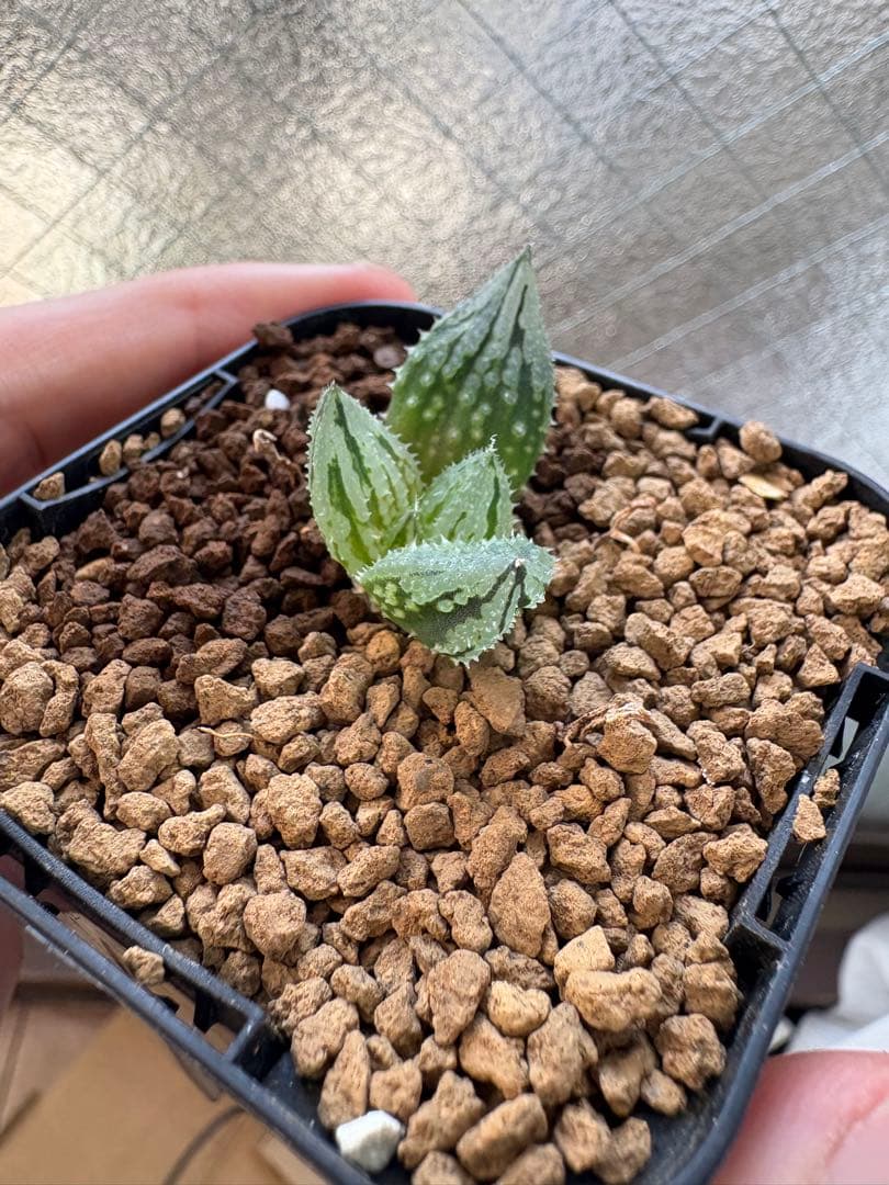 ハオルチア 闇の森 ハオルチア 闇の森(ハオルシア多肉植物) - メルカリ