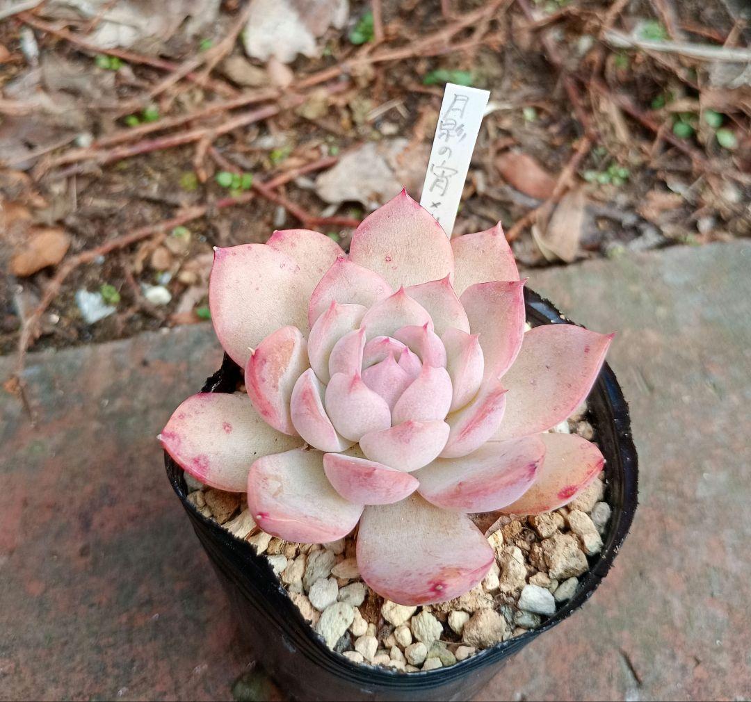 月影の宵×リンゼアナ おらいさん青札 - メルカリ