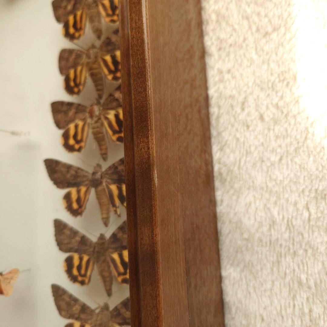 中古 大型ドイツ箱 蛾などの標本あり 破損あり 中野製作所 ガラス 標本