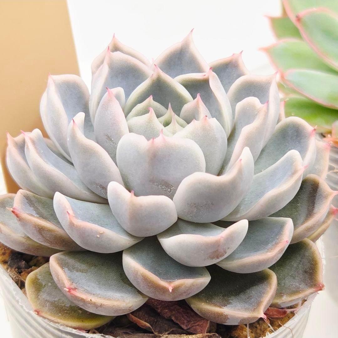 M*2様 ⑯大きめ ももホイップ❣️ミニマカロン交配❣️恋交配❣️発根済6苗メル