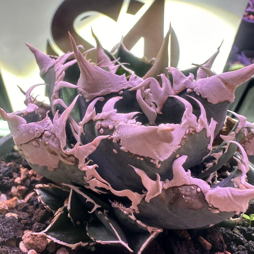 695【上澳園芸】アガベ shangao-008 白豪棘 良質子株