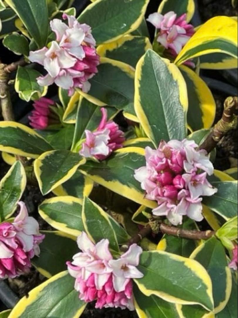 ①*:ஐ甘い香りが漂う*:ஐ斑入り・沈丁花（ジンチョウゲ）苗木【前島