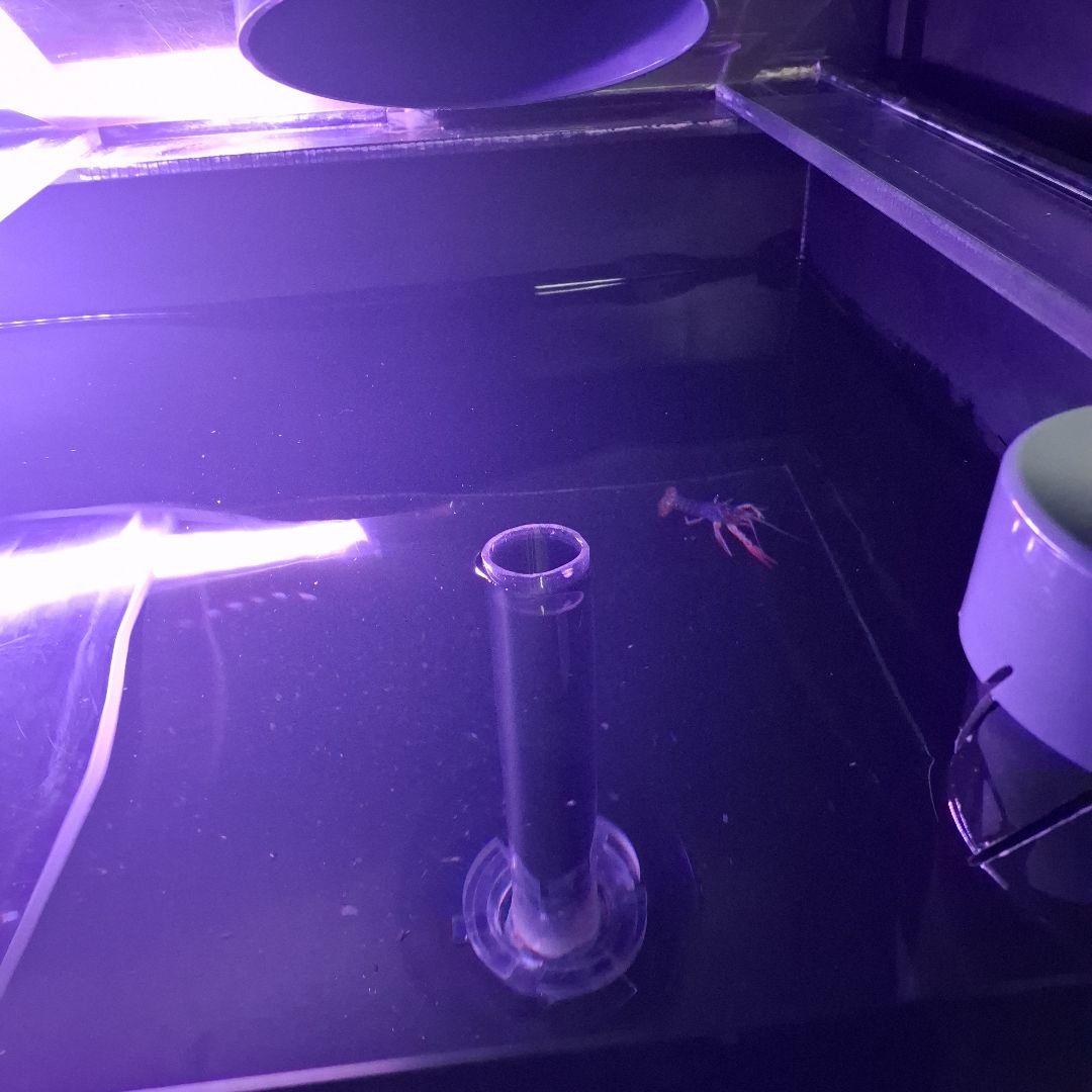 茨城 1600×750×500 アクリル水槽 ジャンク カンテツ - メルカリ