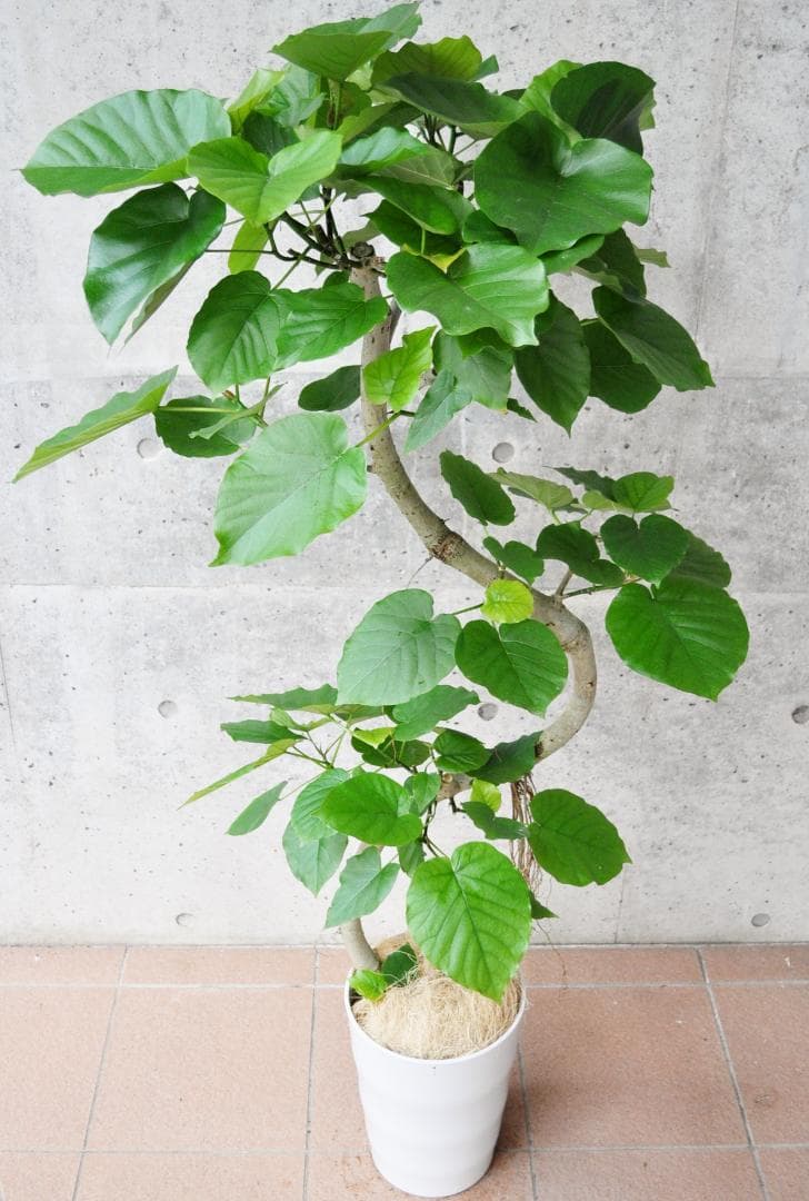 フィカス ウンベラータ 8号146cm S-shaped tree form気根 - メルカリ