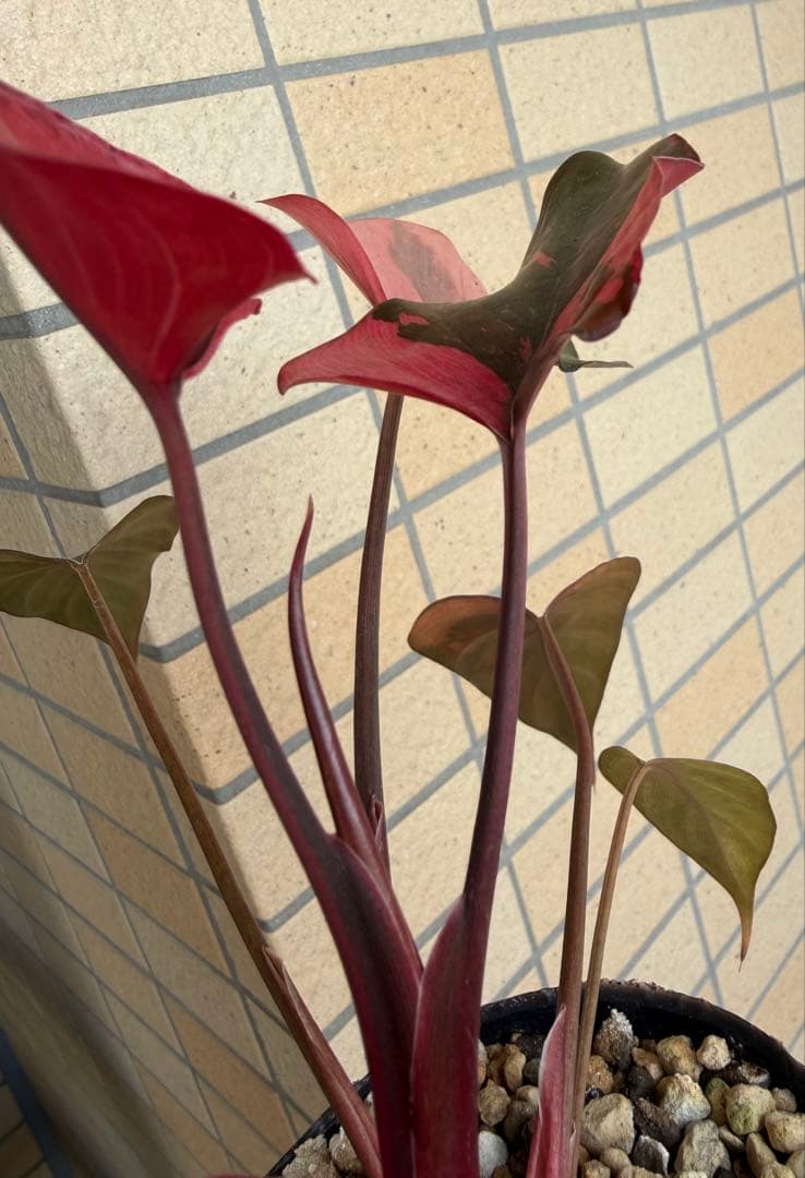 希少 ホマロメナ ピンクダイヤモンド 大型美株 鉢ごとメルカリ便②