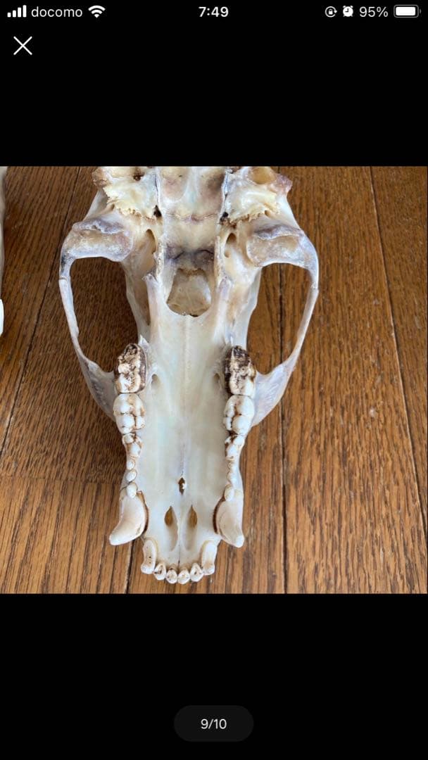 頭蓋骨 ツキノワグマ頭蓋骨 熊の骨オブジェ 希少コレクション 薬剤不