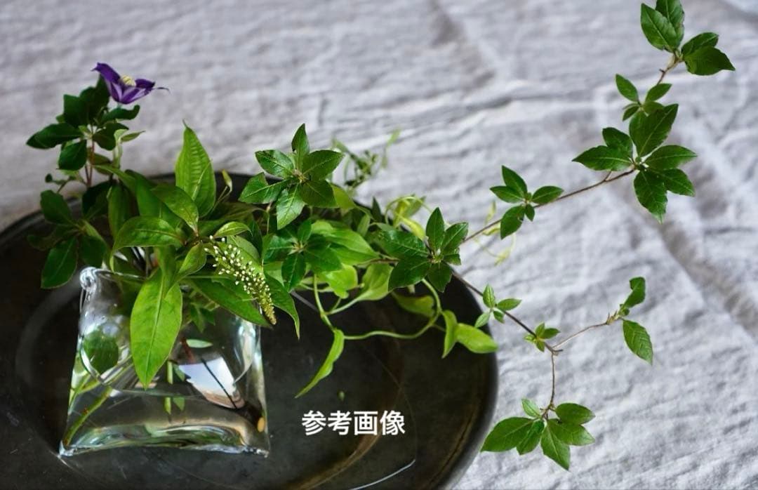 大家具子 ガラスベース 花器 square borsa Sサイズ - メルカリ