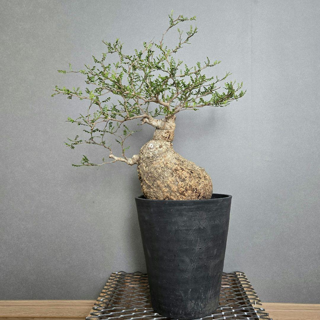 希少！】パキプス 現地球 発根済 塊根植物 - メルカリ