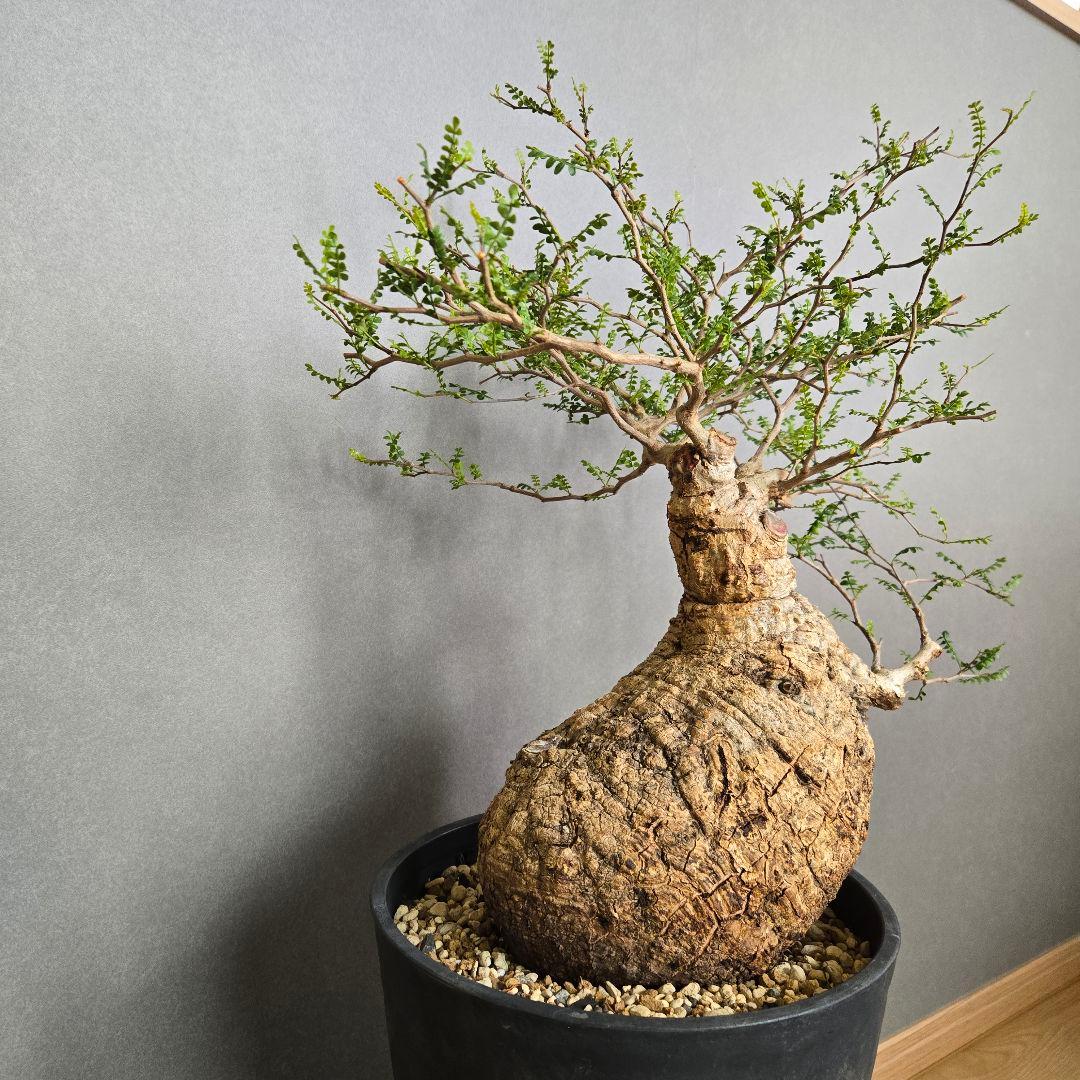 希少！】パキプス 現地球 発根済 塊根植物 - メルカリ