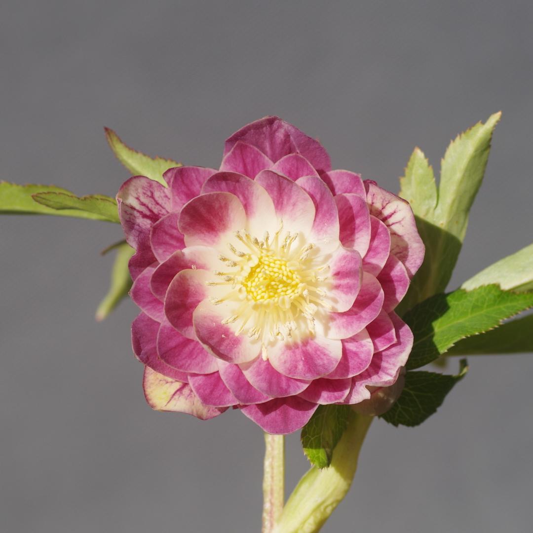 7329 認定！プリマヴェーラゴールド 美花 クリスマスローズ開花 加藤