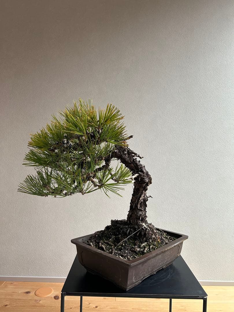 黒松 盆栽 激古 中品 足元15㎝