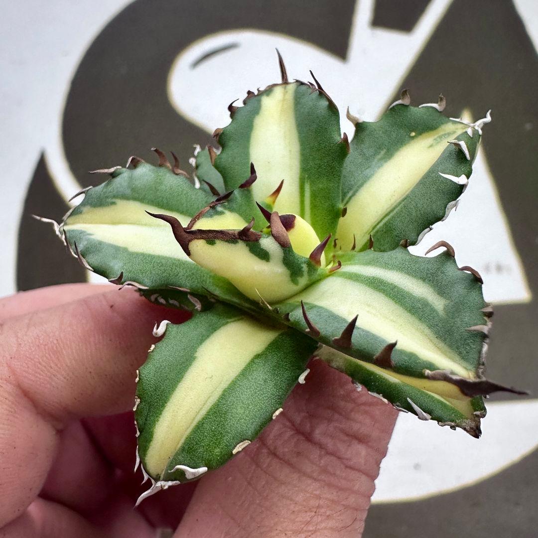 ルナさん専用 アガベ IVORY WA 子株