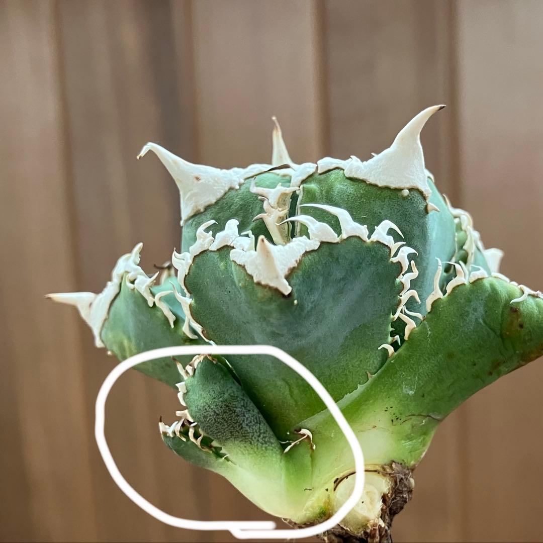 【初売り】64 超選抜　太棘　子株付き　コンパクト　アガベ　白豪刺TC 匿名配送