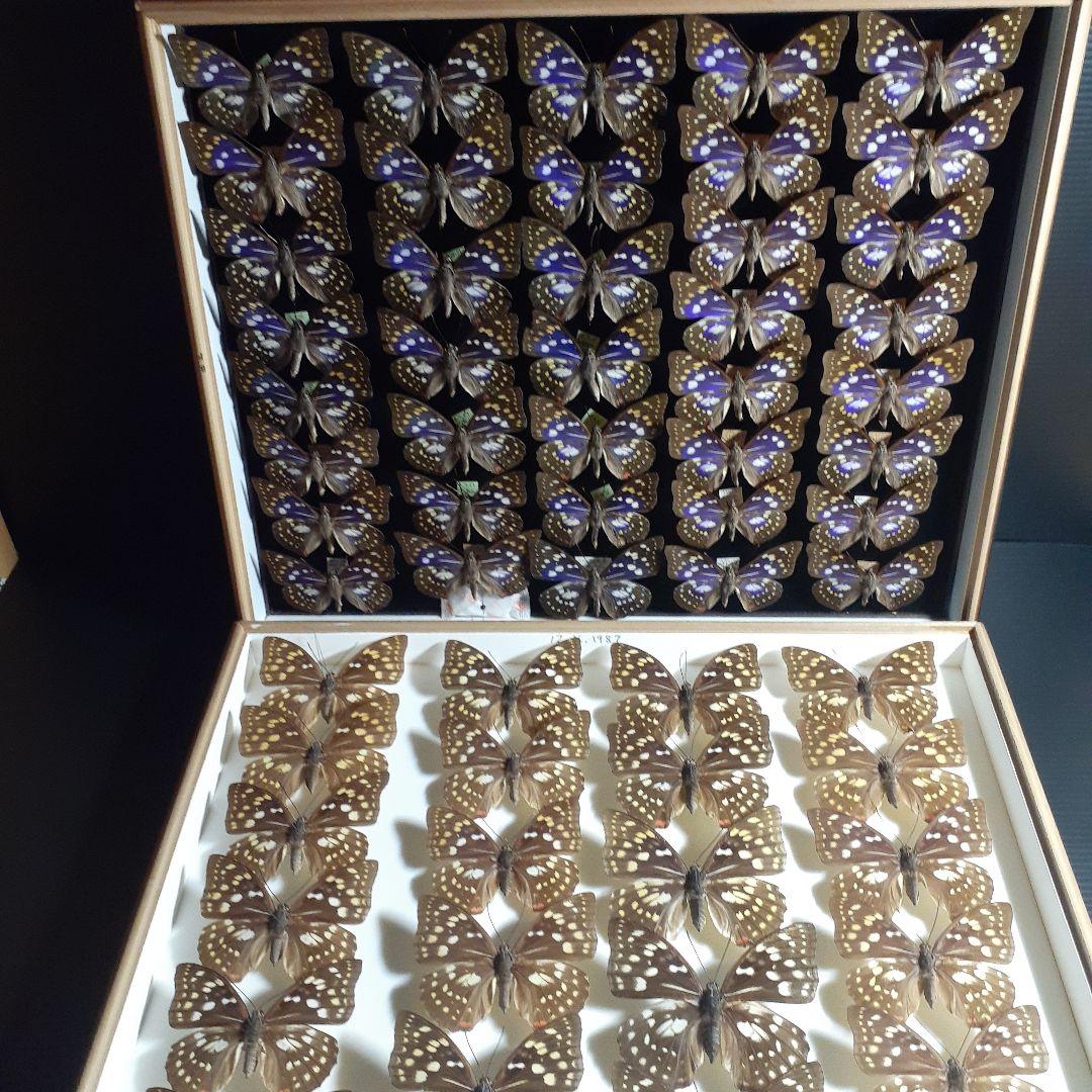 蝶標本　オオムラサキ　♂️♀60頭。大型ドイツ標本箱二箱入りセット Amazon.co.jp: ドイツ箱マグネットコレクション2 全10種セット 蝶 標本