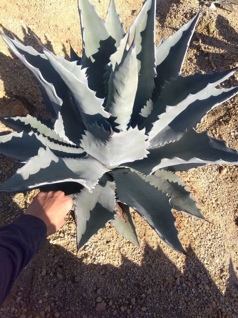アガベ テマカプリネンシス 選抜個体 超大株70センチ❗親株