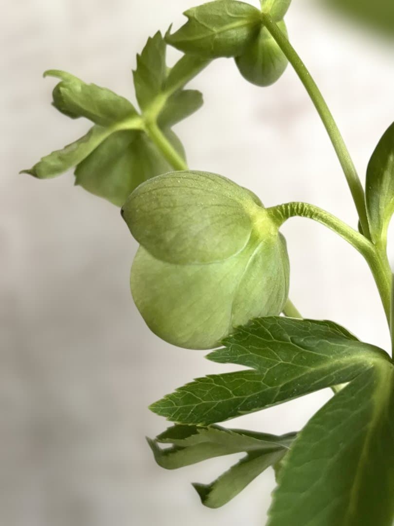 プルプラセンス交配　カップ咲　ライムグリーン　大和園