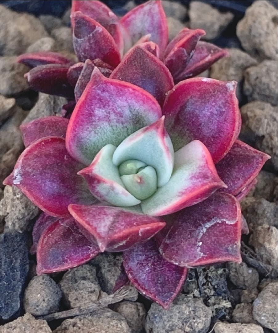 多肉植物高級種❧原始ロンギシマ錦抜き苗