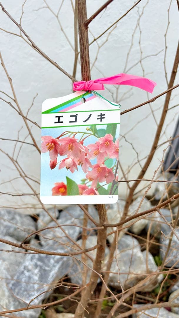 希少。赤花エゴノキピンクチャイム株立ち1.8M(鉢底から) - メルカリ