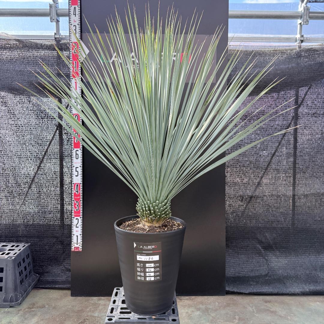 AL1186】ユッカ ロストラータ ランチョブルー