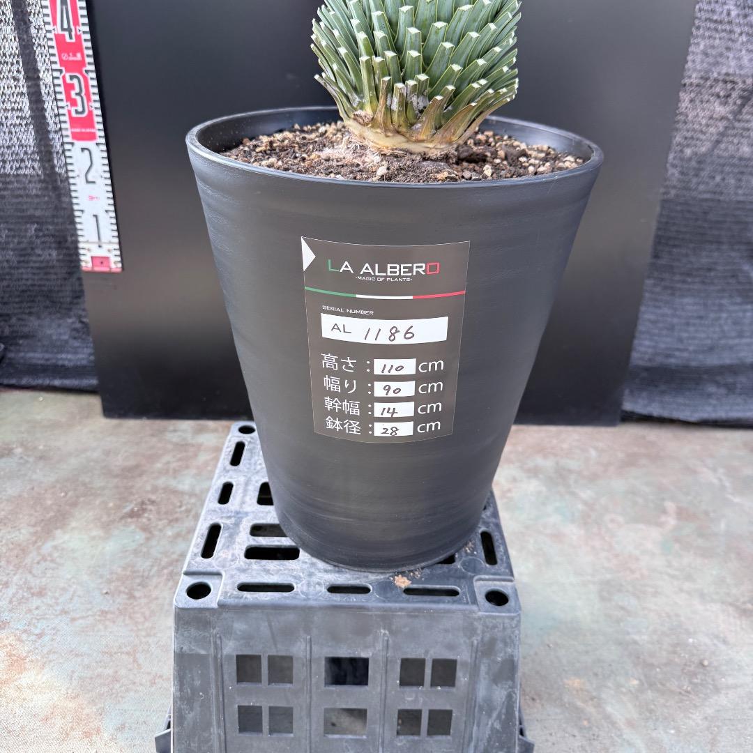 AL1186】ユッカ ロストラータ ランチョブルー