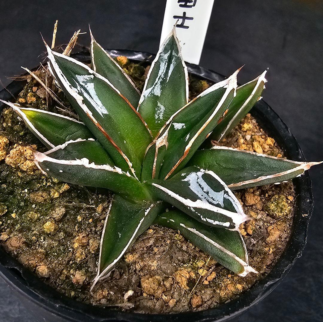 ロウルサンコさんオリジナルラベル付き&メルカリ便発送☆多肉植物