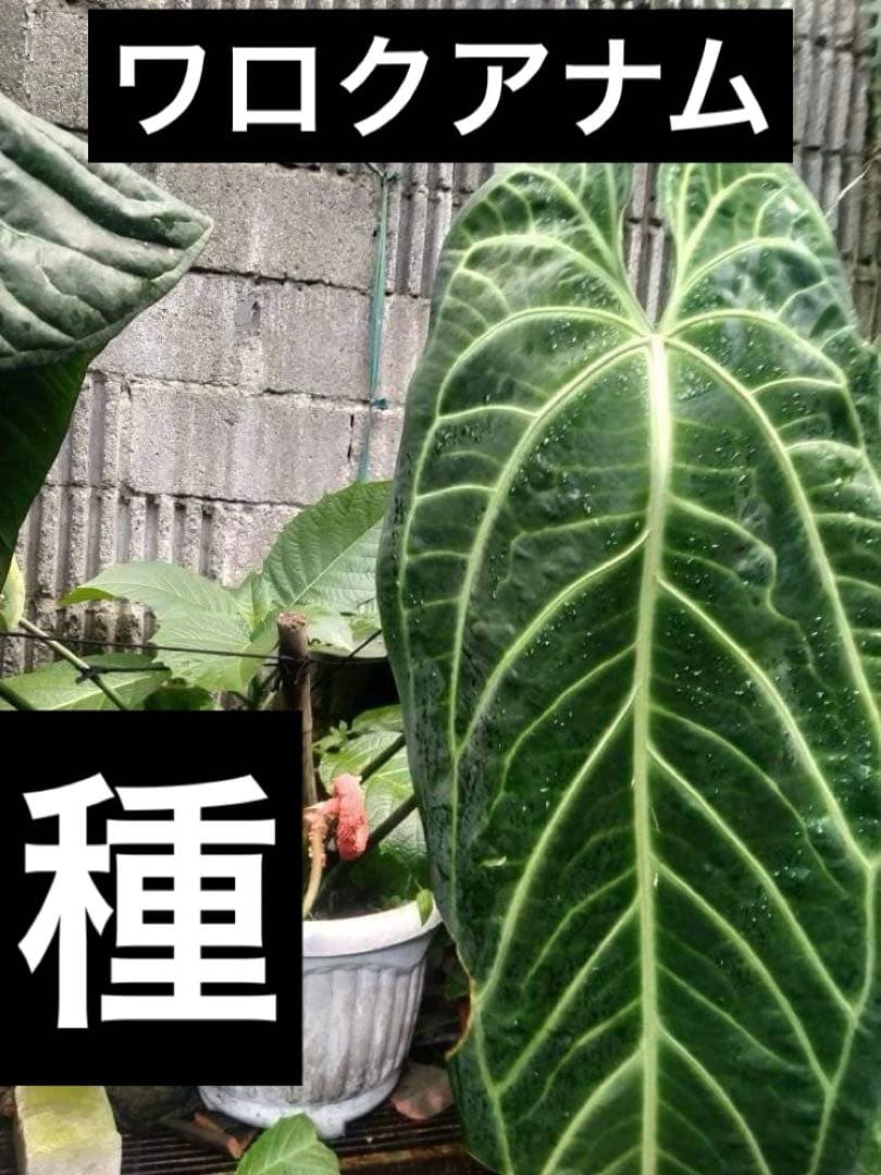 アンスリウム ワロクアナム ワロクアーナム 種 - メルカリ