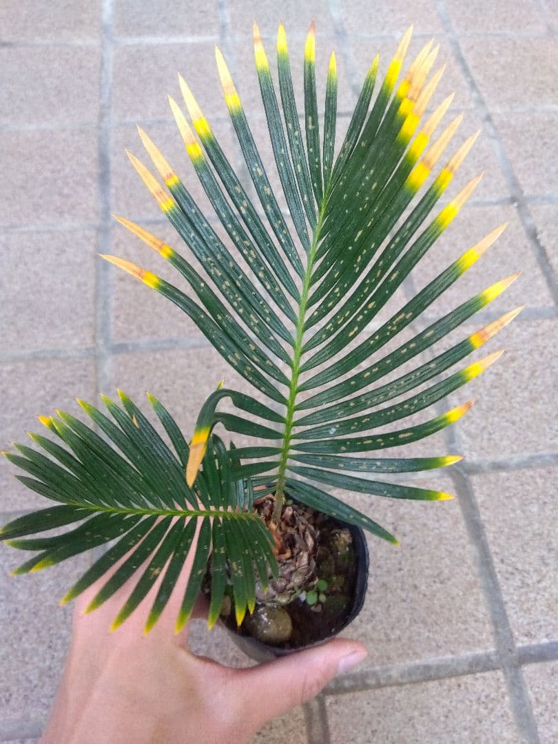 金環ソテツ 2.5号ポットつき 2株セット❗ い 金環ソテツ 7号鉢