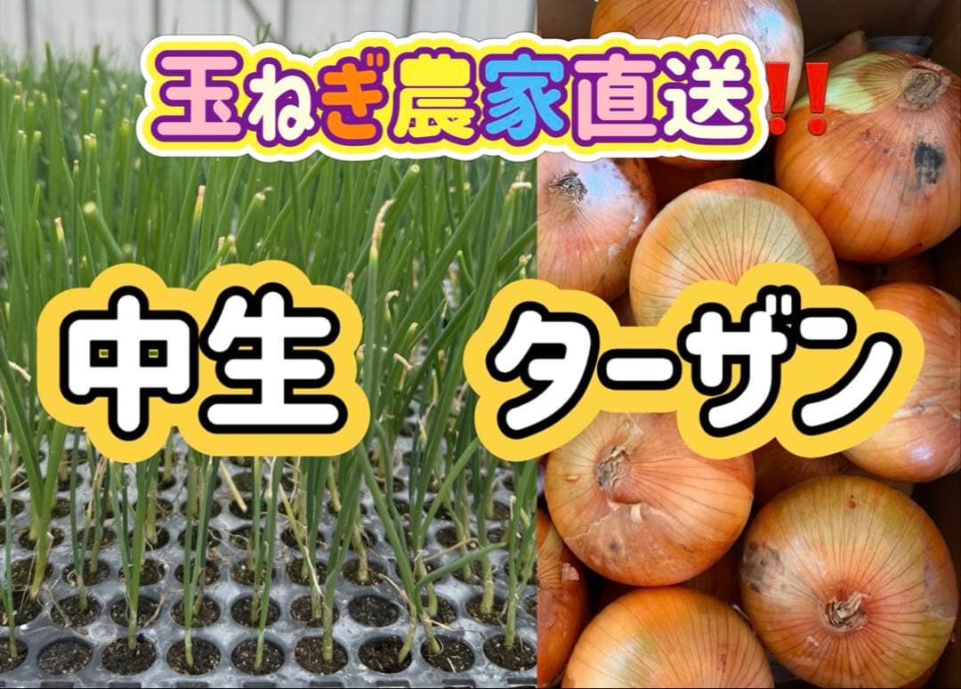 玉ねぎ苗 ターザン 100本 - メルカリ