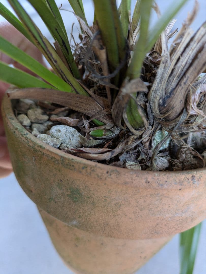 キンリョウヘン 白花 3鉢 日本蜜蜂 誘引