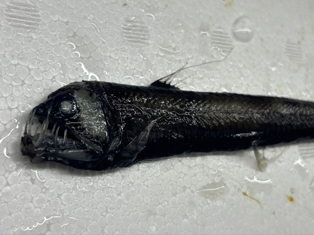 激レア ホウライエソ大 液浸標本 レア✨ レア☆