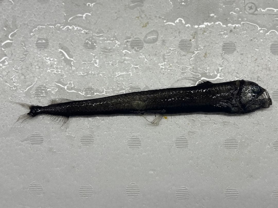 激レア ホウライエソ大 液浸標本 レア✨ レア☆