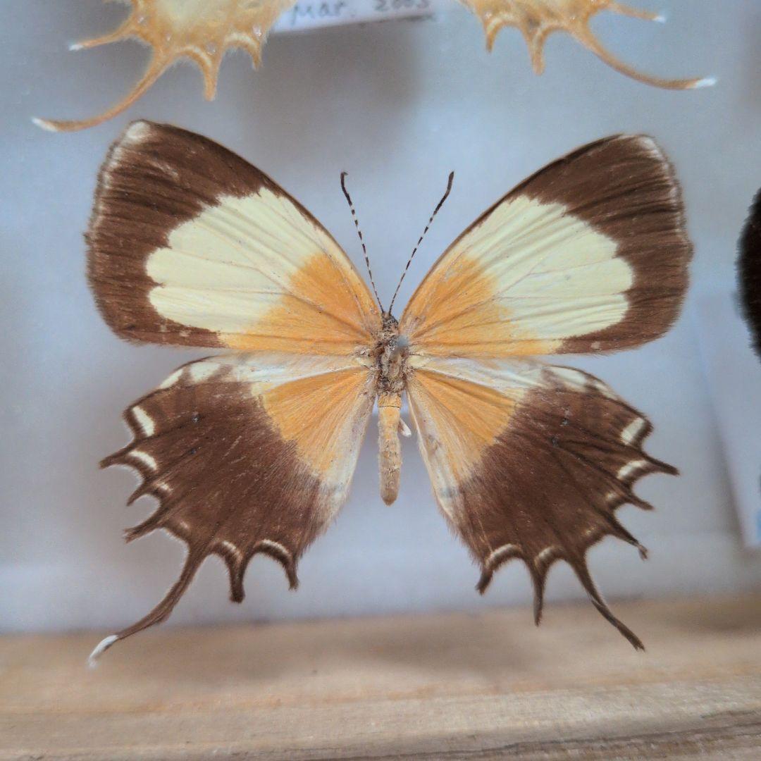 極美♀】イズベラミズアオ 蛾ピカソモスモルフォチョウアグリアス 標本