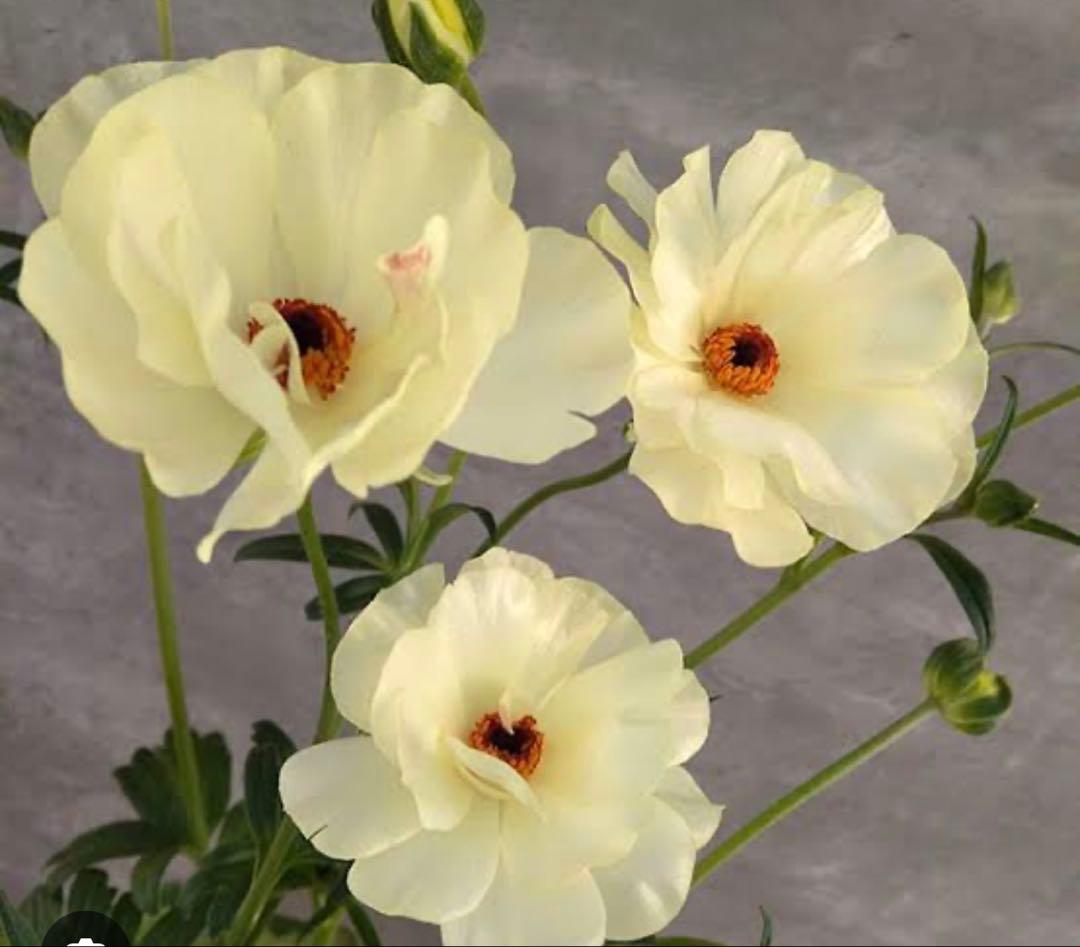 ラナンキュラスラックス苗、リタイ、廃盤品、ラベル付き、正規品