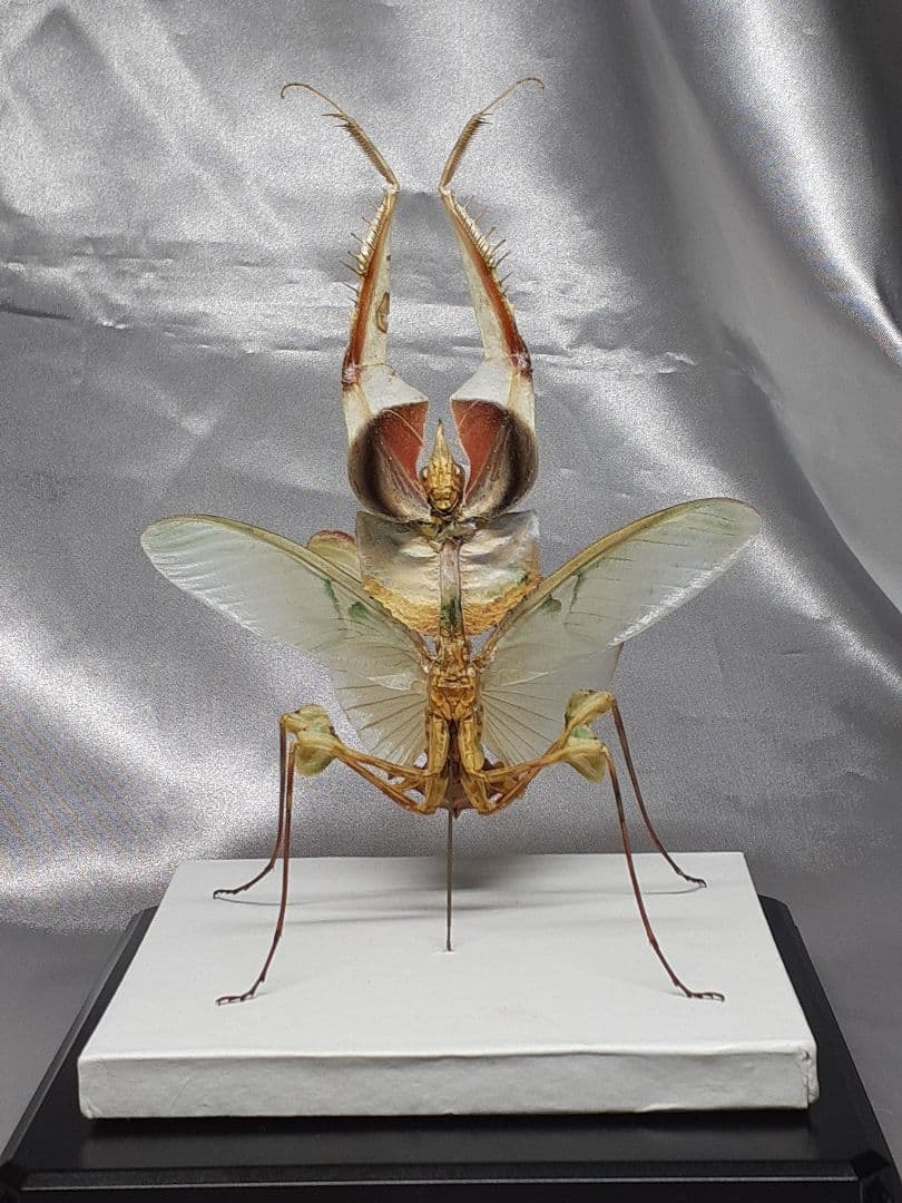 ニセハナマオウカマキリ雌 立体標本 - メルカリ