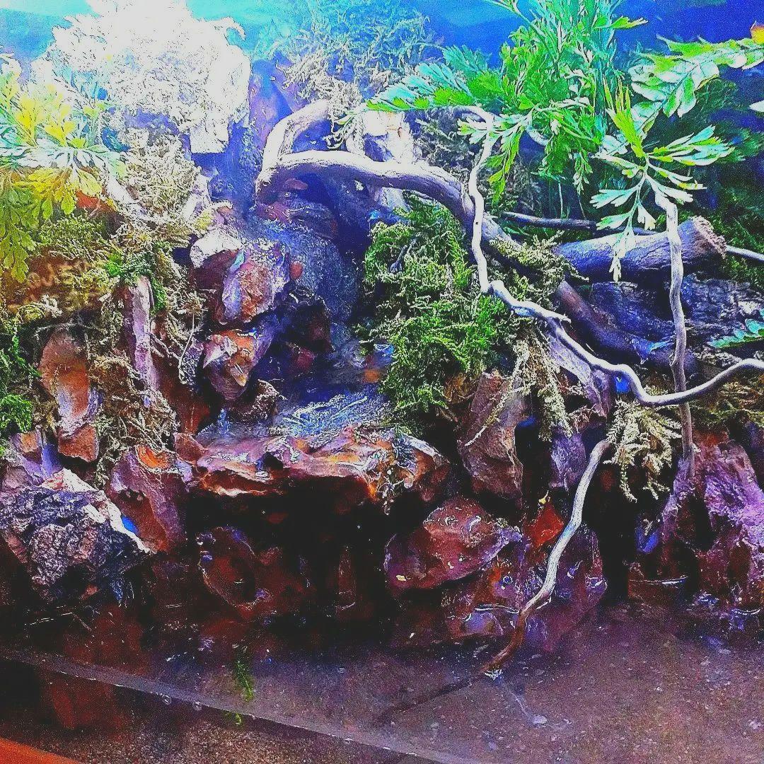 画像追加60cm二段滝 大型アクアテラリウム 水槽 完成品 ジャングル