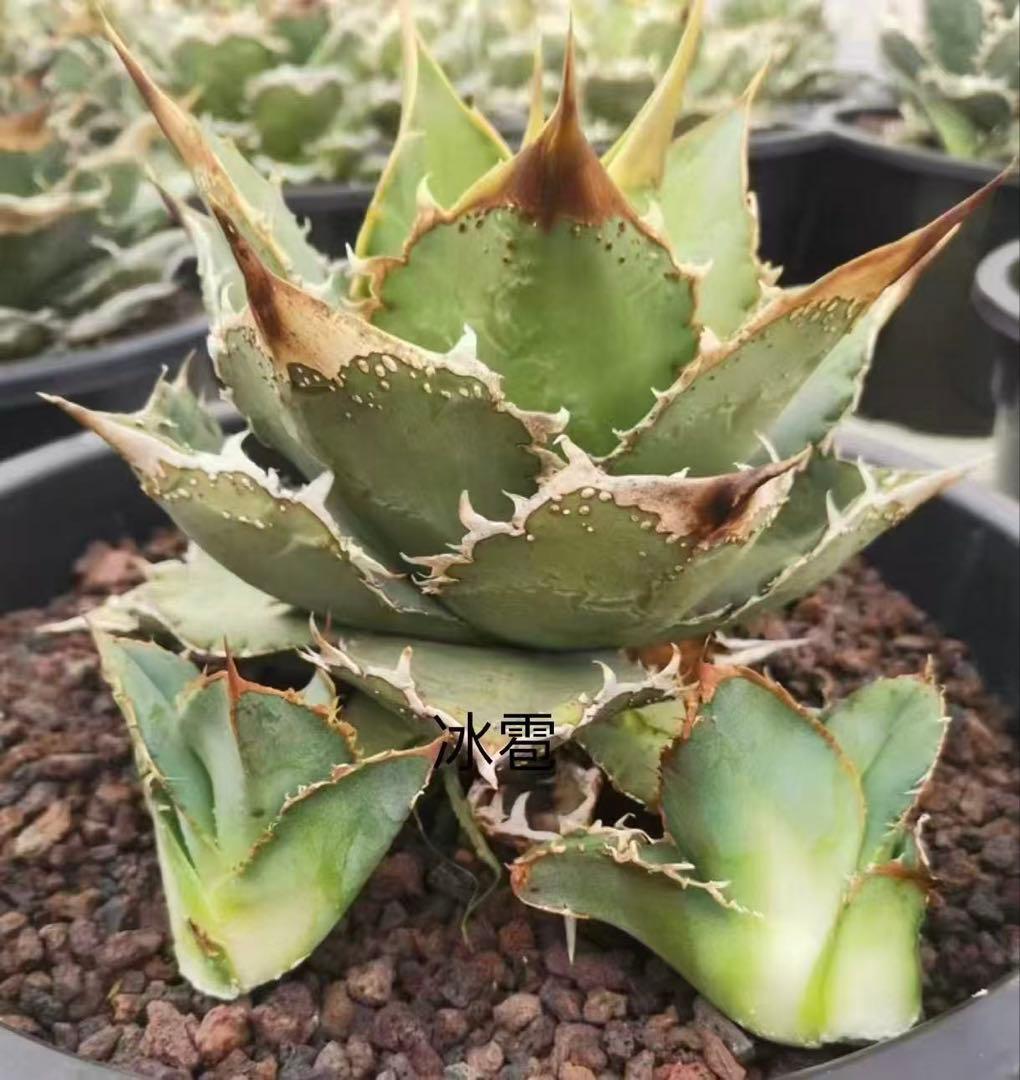 アガベ チタノタ 「冰雹」子株 ブツブツ 特選株 - メルカリ