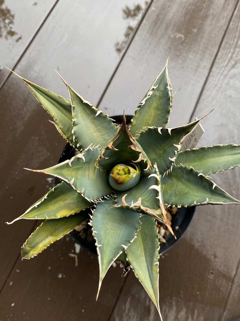 チタノタ レジェンド LEGEND アガベ 多肉植物 発根済み - メルカリ