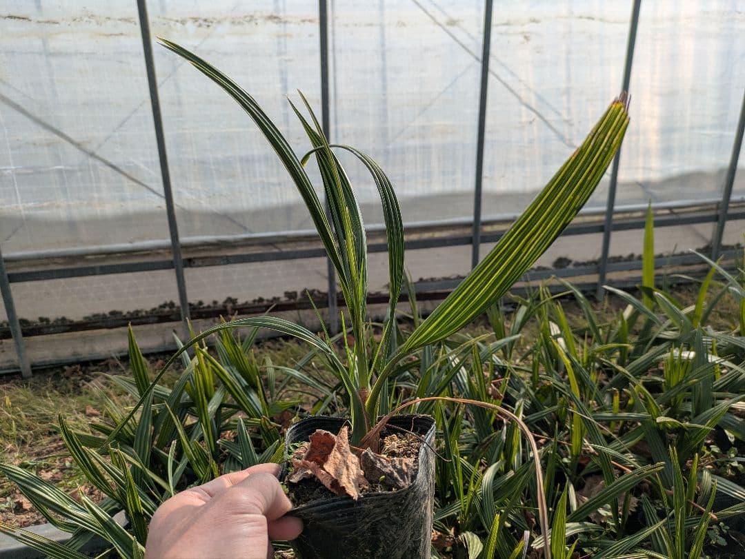 残りわずか カナリーヤシ50株 - メルカリ