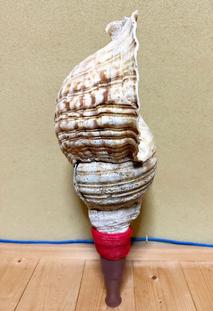 限定セール❗️最大級修験道法螺貝50㎝ 肉厚 山伏ホラガイ ほら貝