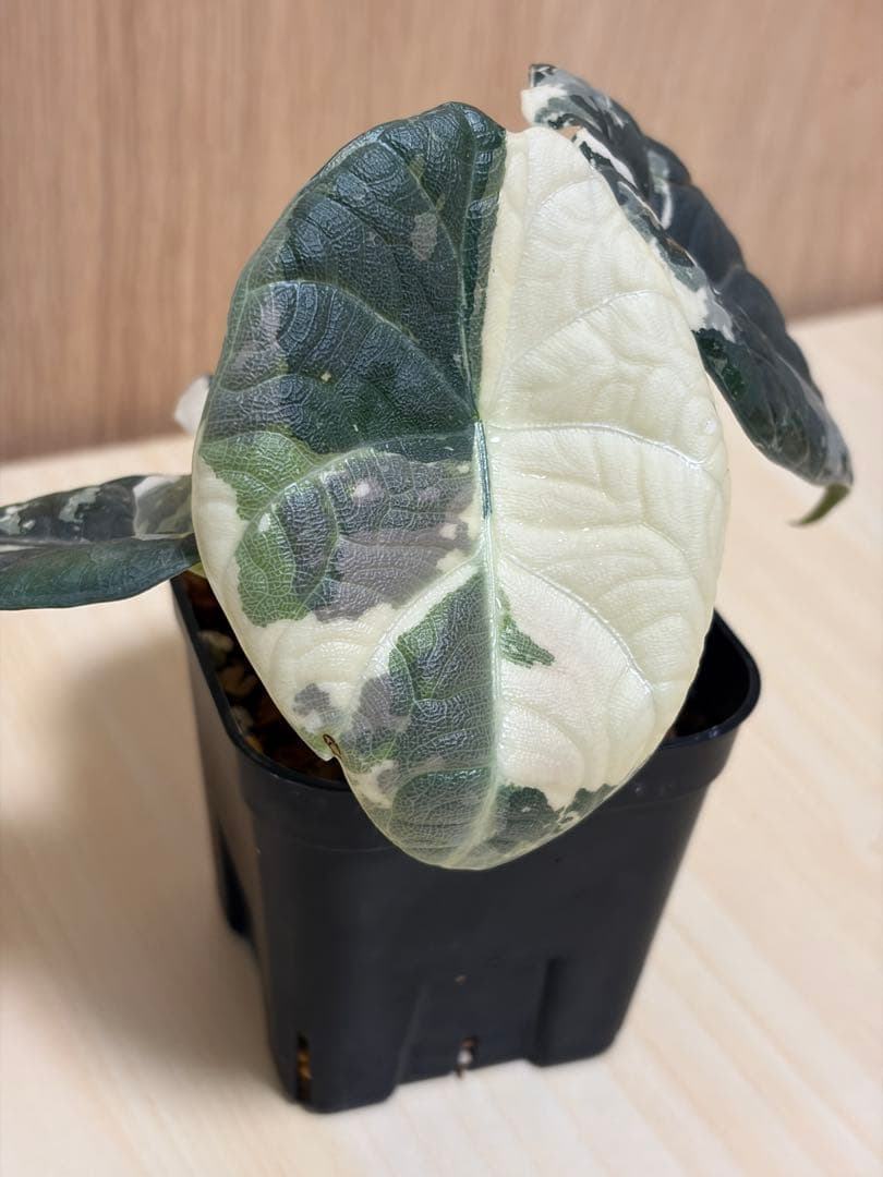 アロカシア マハラニ アルボバリエガータ 極斑 - メルカリ