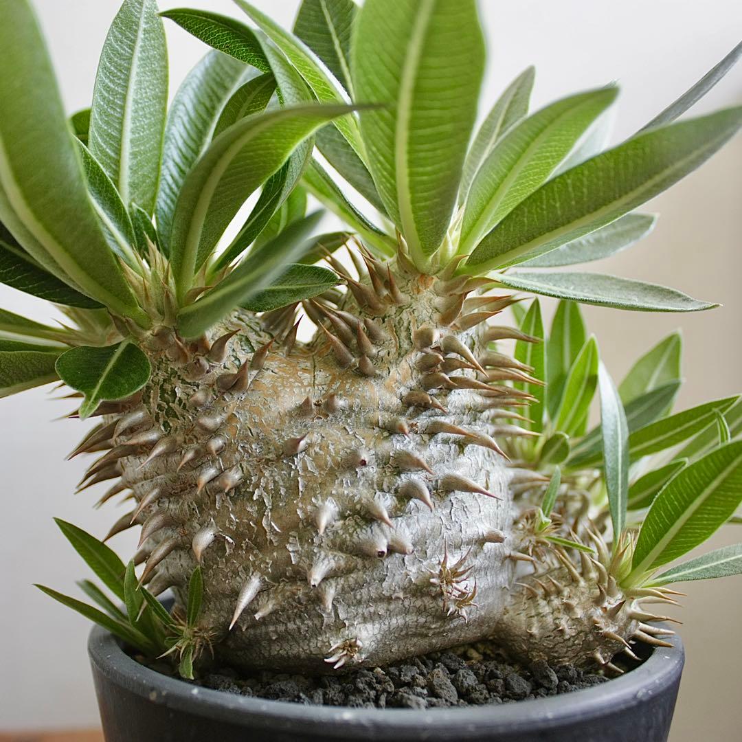 超希少】アンスリウム ワロクアーナム × レガレ 花宇宙 ドリームガーデン