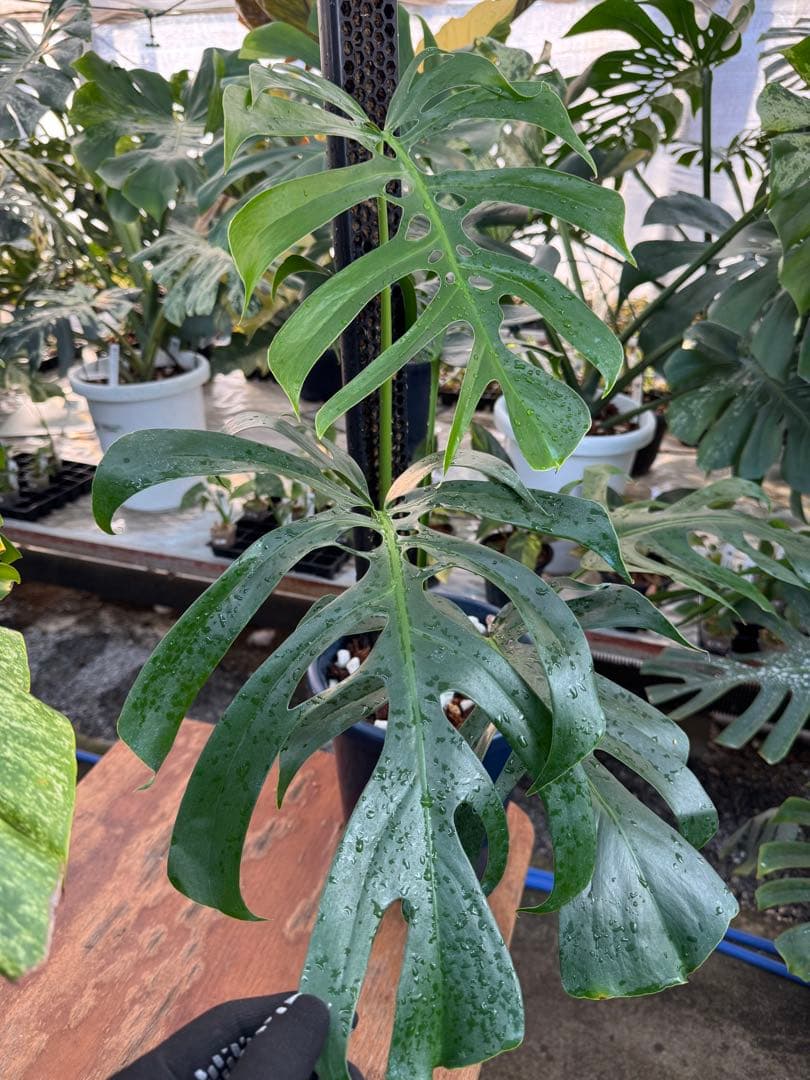 1 モンステラ・デリシオーサ・アラブフォーム \"エロンガータエ\" 日本初出品
