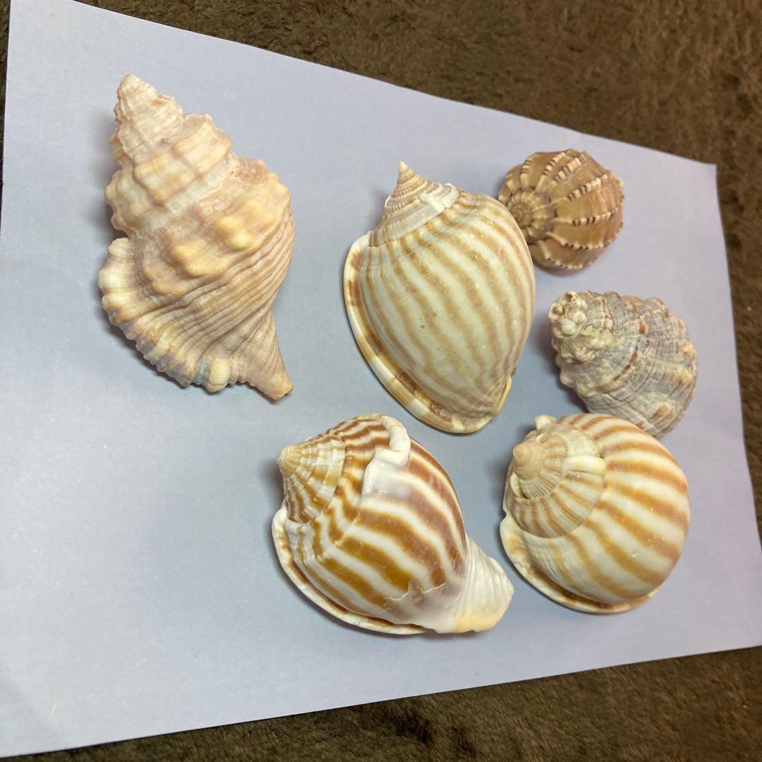 308】巻貝 貝殻 ベージュ 茶色 ブラウン 縞模様 しましま ストライプ